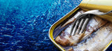 Pollastrini Sardines in Olive Oil