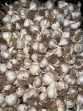 Garlic! From Serra Vida Farm