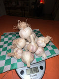 Garlic! From Serra Vida Farm