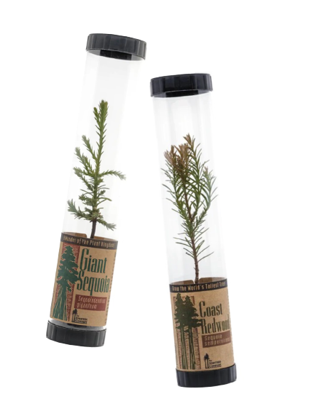 Packaged Live Tree -- Giant Sequoia | Coast Redwood