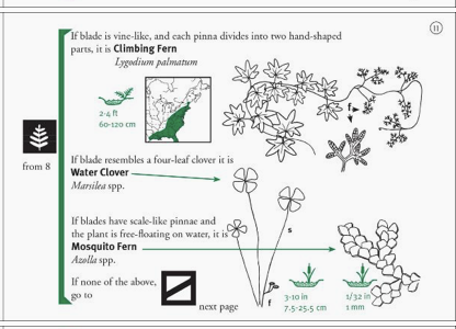 Fern Finder Eastern