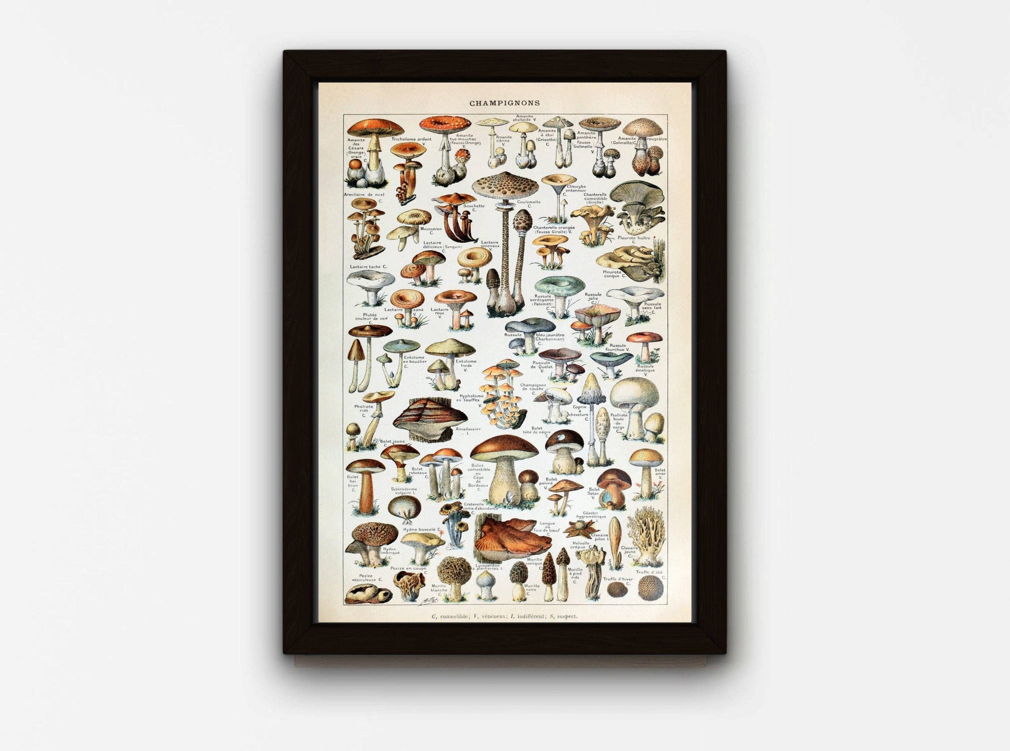 Vintage Mushrooms Print