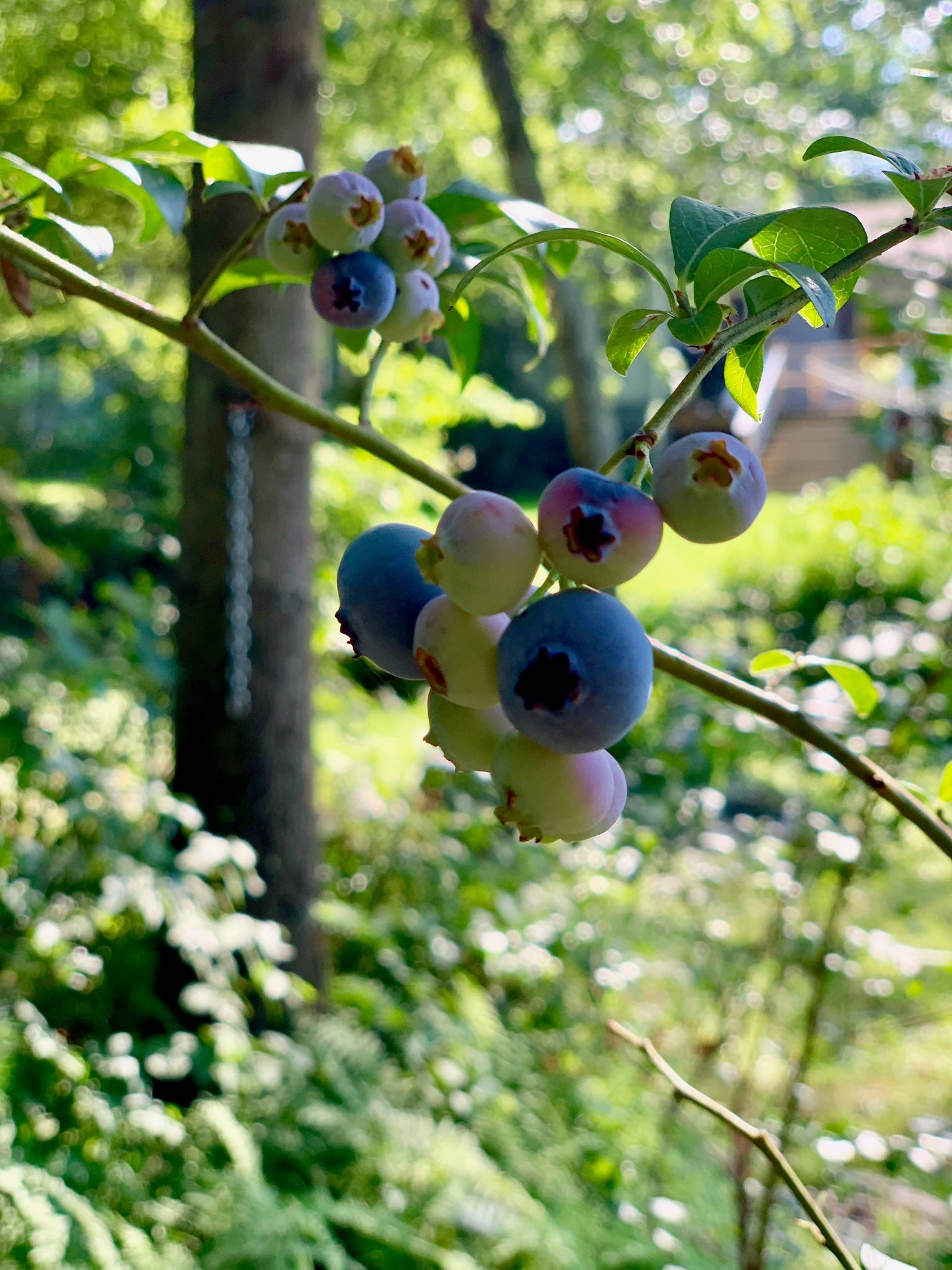 2 oz Blueberry Maple Syrup